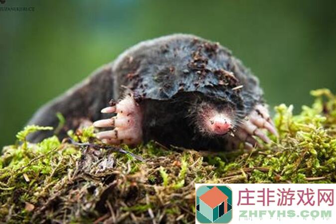 鼹鼠同行之森林之家攻略全解析：解锁口头禅，轻松提升战力，周边收集指南大公开！