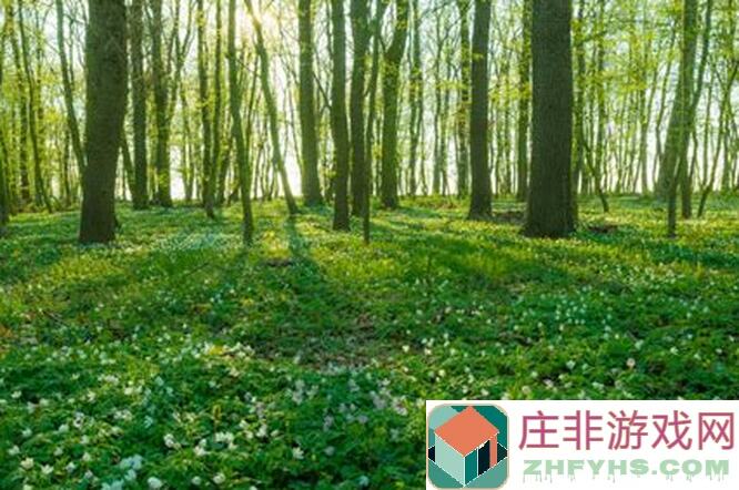 晚安森林植物图鉴大升级！35种花、灌木、树全解析，2022年5月最新攻略指南速成！
