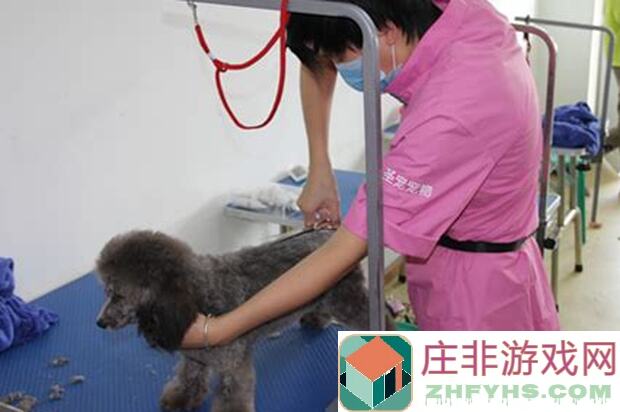 萌新必看！三天内秒变十品质宠物大师的方法大揭秘