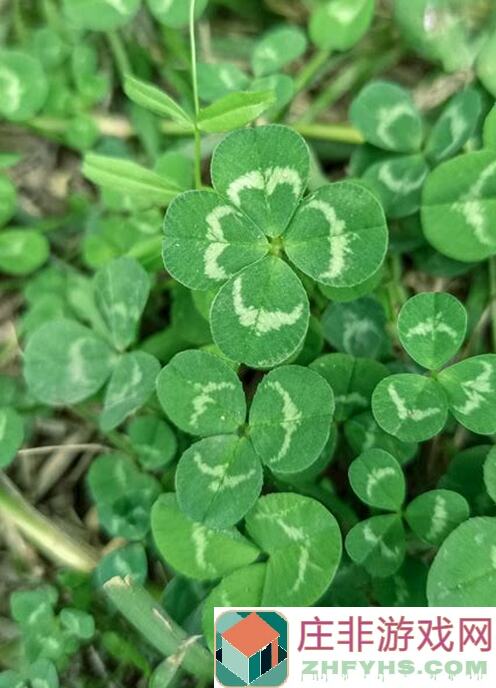 四叶草剧场舰R联动活动结局揭秘：921精彩瞬间盘点，三大性价比攻略全解析！