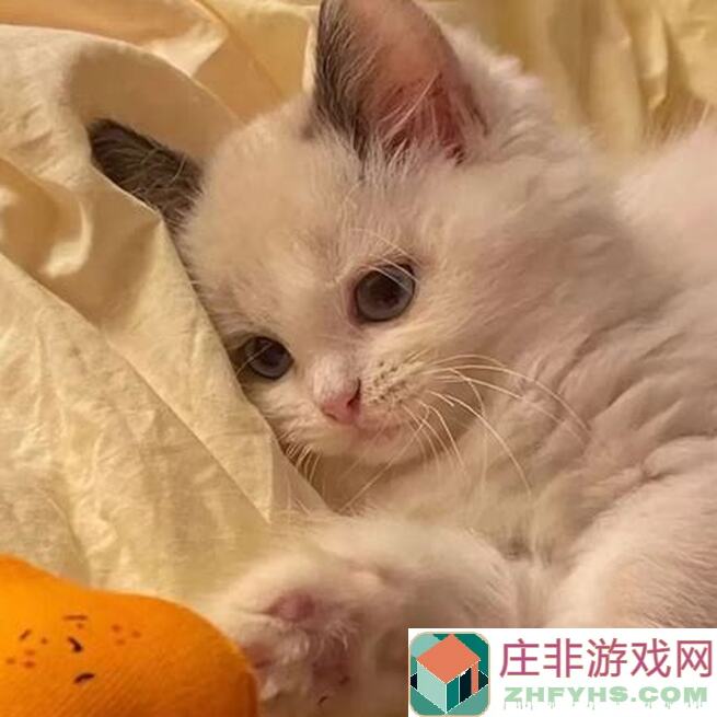 猫和老鼠梦想之国s皮白嫖攻略指南，轻松上手，拿福利啦！